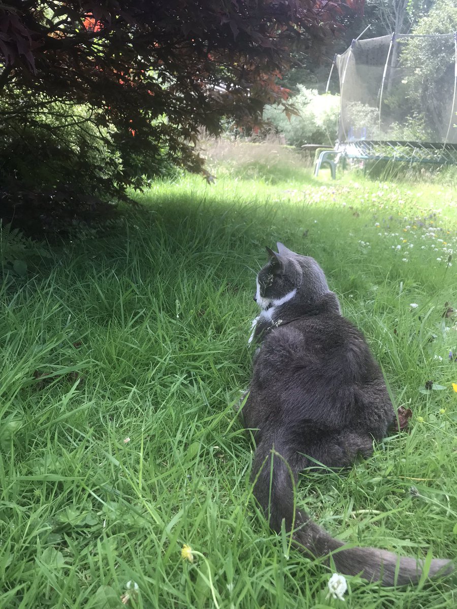 threemousekete1's tweet image. Cat down… RIP Neo. You will always be The One.