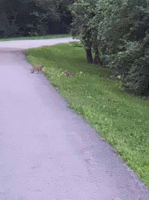 GStorytellers's tweet photo. Ideas are like rabbits. You get a couple and learn how to handle them, and pretty soon you have a dozen. 
John Steinbeck https://t.co/fend98x600