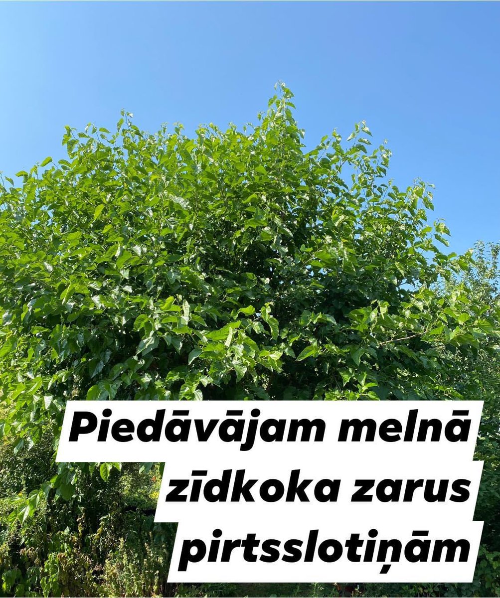 Arijas stadaudzetava (@arijasstadi) on Twitter photo 