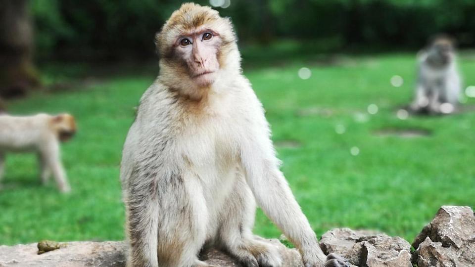 MonkeyKeeps tweet picture