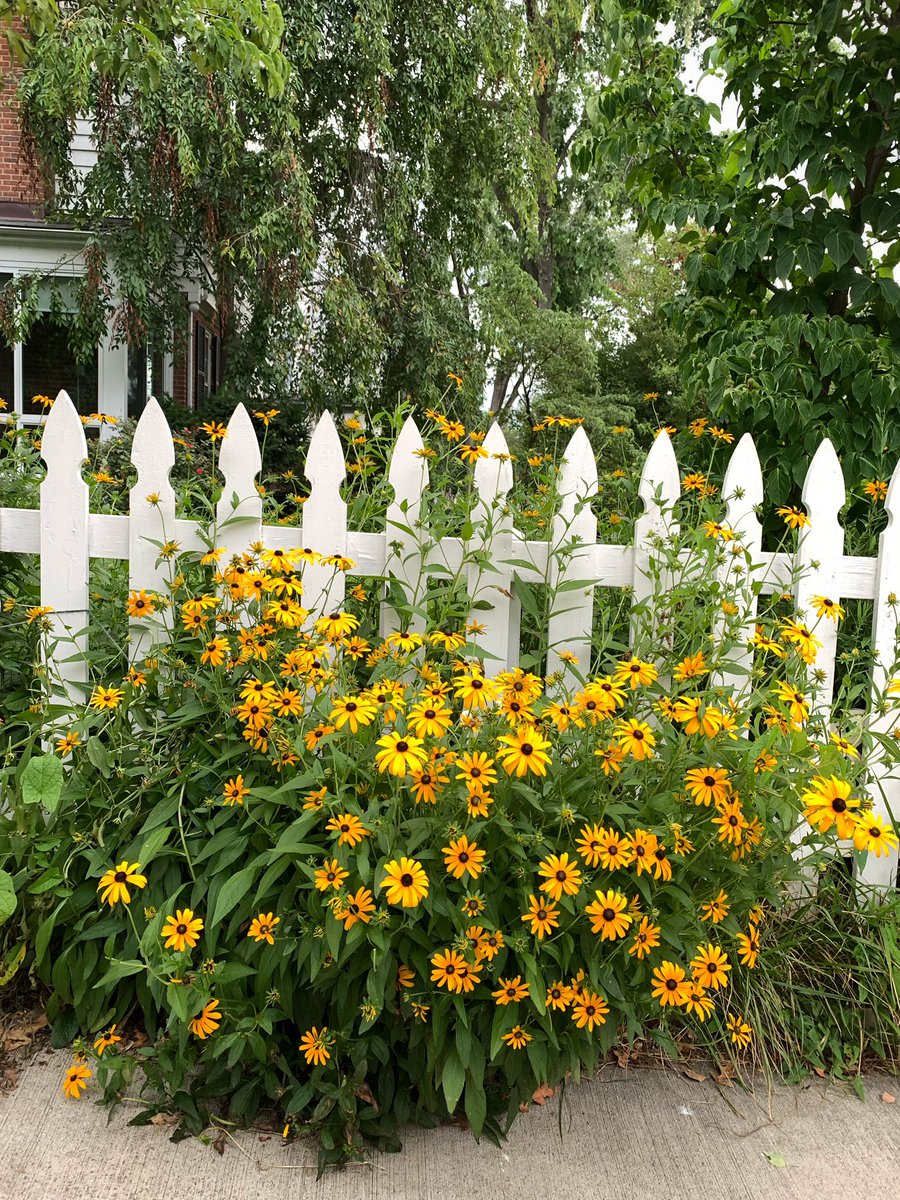 MeaganHealy's tweet image. Sometimes I need a dose of natural colors. Colors of nature. Golds and greens, hot pinks and oranges, creamy whites. Summertime. #flowers #summer #colorwalk #colorsnaps