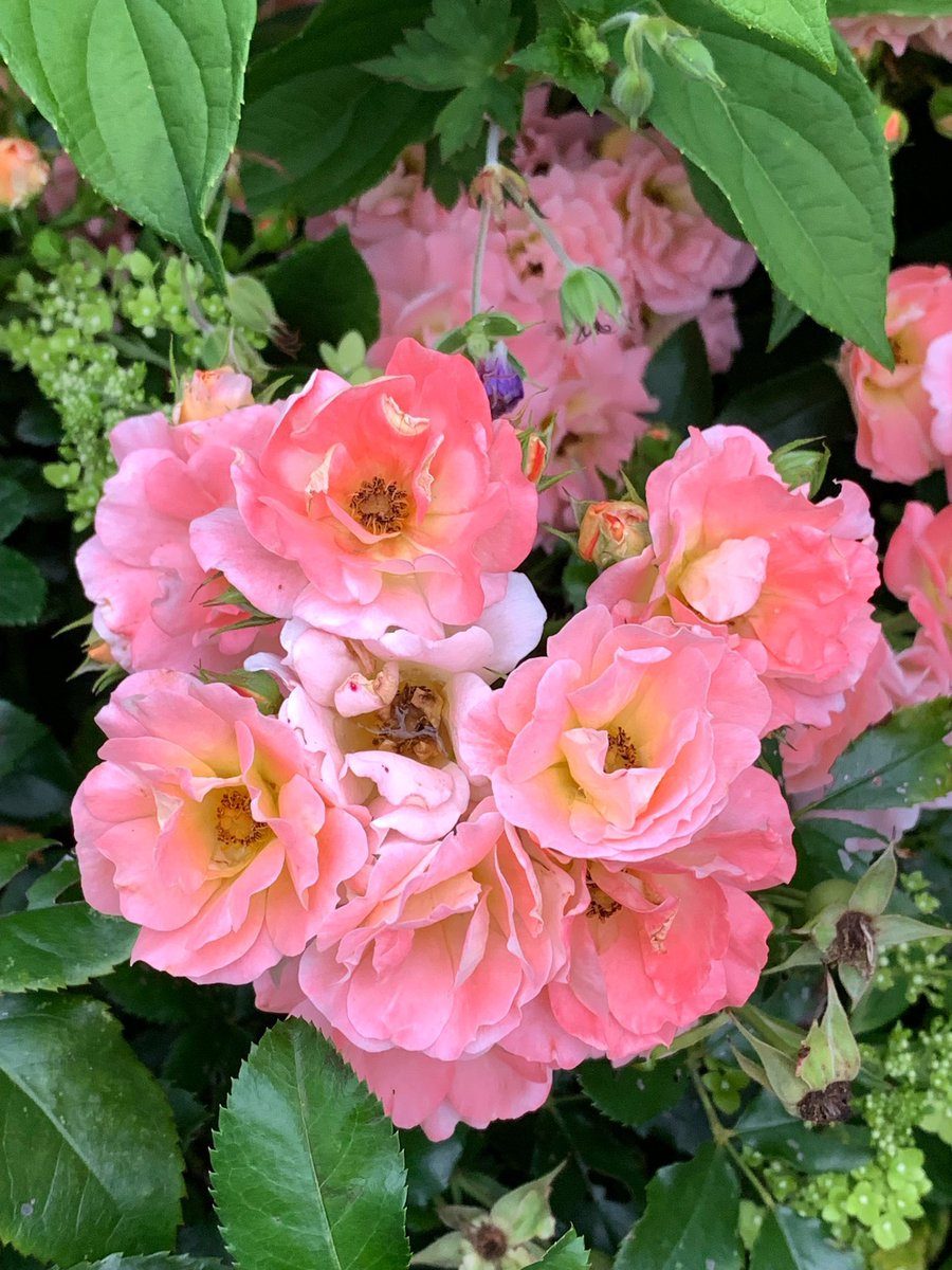 MeaganHealy's tweet image. Sometimes I need a dose of natural colors. Colors of nature. Golds and greens, hot pinks and oranges, creamy whites. Summertime. #flowers #summer #colorwalk #colorsnaps