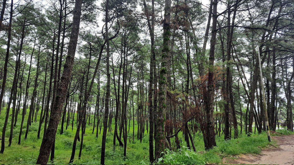 amitca's tweet photo. #nature #shillong #limited_travel #pine_trees #bliss https://t.co/TIygjX9Tmm