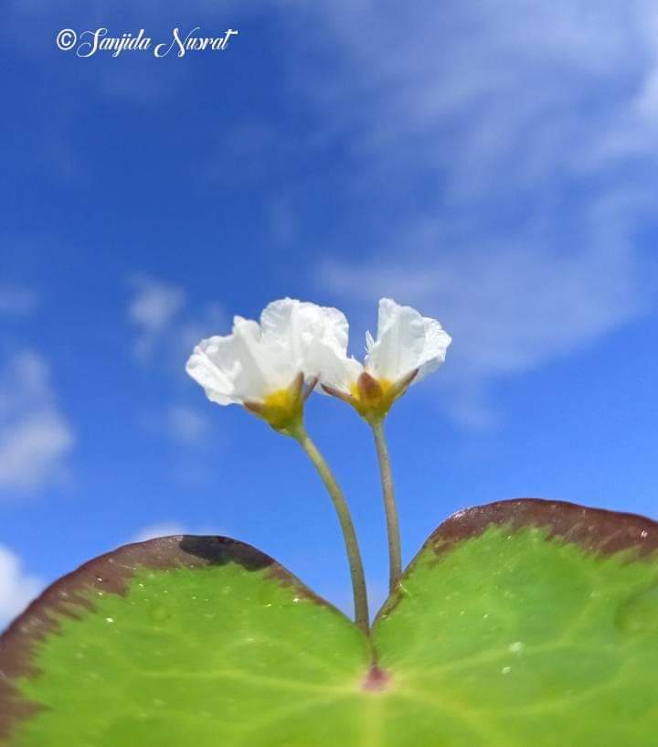 Nuruddin Sharif (@nuruddin_sharif) on Twitter photo 