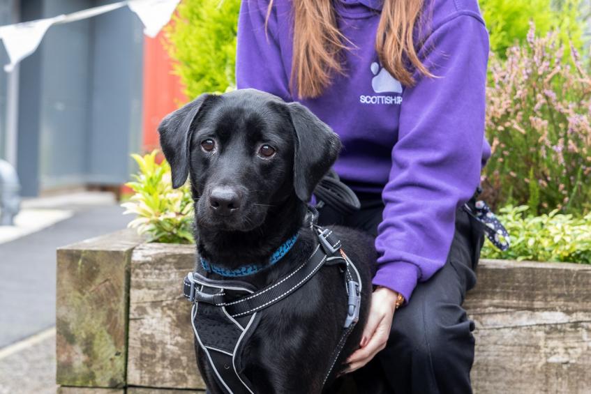 ScottishSPCA's tweet photo. We want your experience of pets and social/council housing for #PetsTenantsTogether.
We want to keep people with pets to protect the human-animal bond.
We're backed by @shelterscotland and @RockTrust_tweet who helped Nikki keep her dog.
More here: โฌ๏ธ
https://t.co/SDvcomC3GK https://t.co/sjlr6QzUP0
