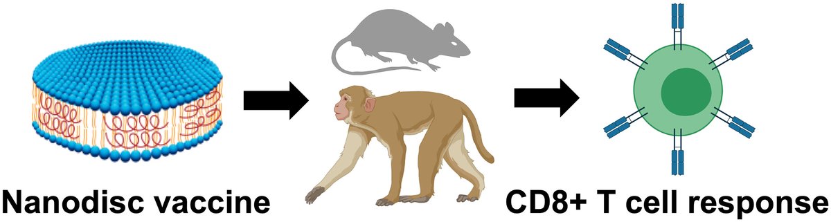 Vaccine nanodiscs plus polyICLC elicit robust CD8+ T cell responses in mice and non-human primates.
| James J. Moon @UMich | @CRS_FG_Immuno 
#vaccine #nanodisc #nanovaccine 
doi.org/10.1016/j.jcon…