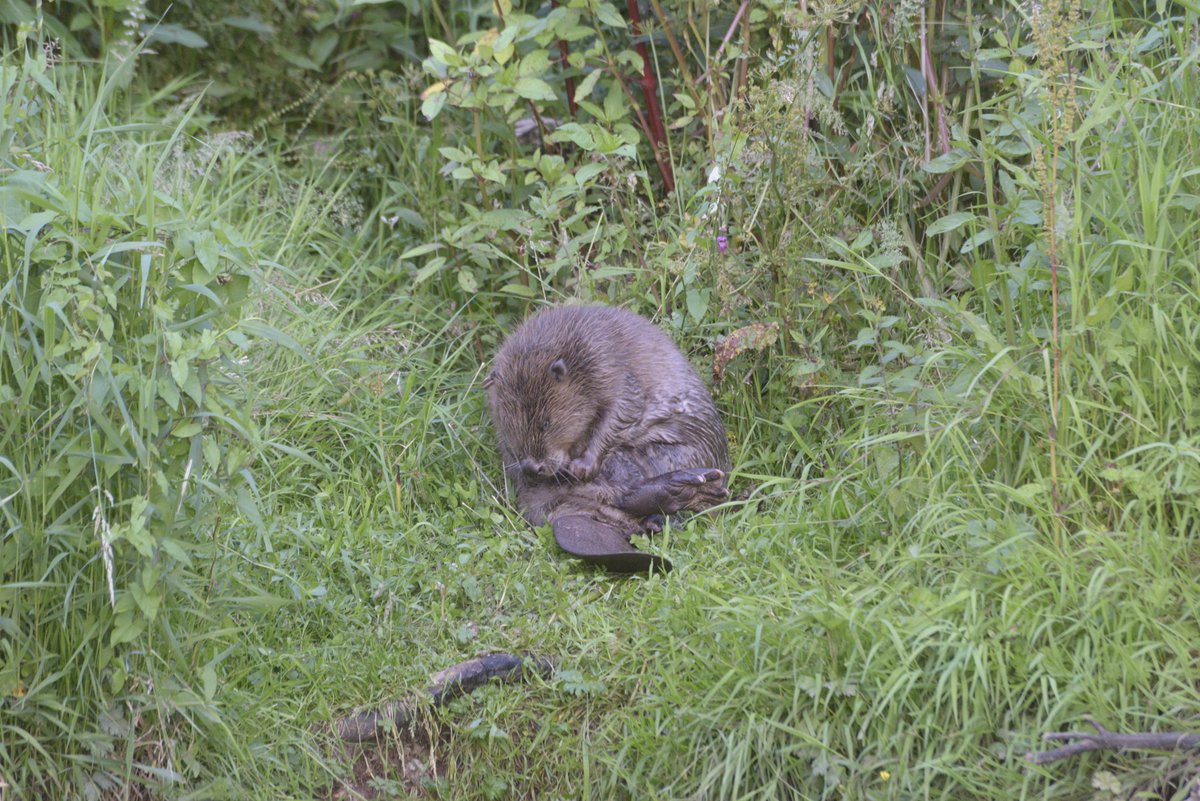 Devon Wildlife Tours tweet media