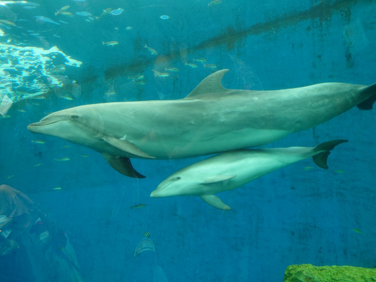 ゆーた V Twitter イルカショーカッコいい 赤ちゃん可愛い 横浜八景島シーパラダイス