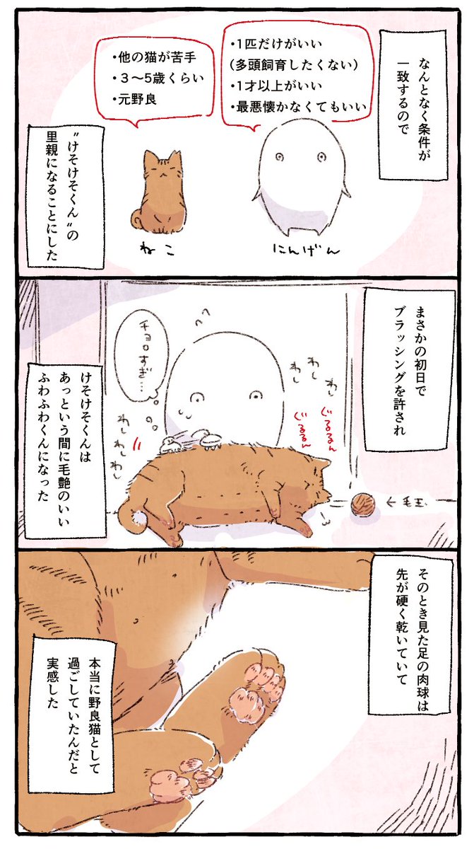 元野良の猫さんをおうちに迎えたあと 変化していった肉球の話 健やかに幸せで Togetter