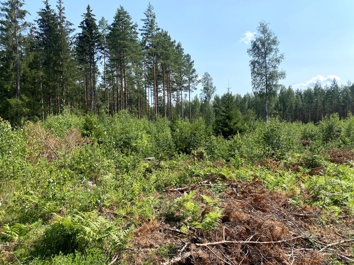 1. Här ser vi en av farbrors skiften som slutavverkades (kalhuggdes som aktivisterna kallar det) för 6 år sedan. Detta har sedan föryngrats under en skärm av tallar och björk som avverkades i vintras då vi kunde konstatera att föryngringen är på gång. >