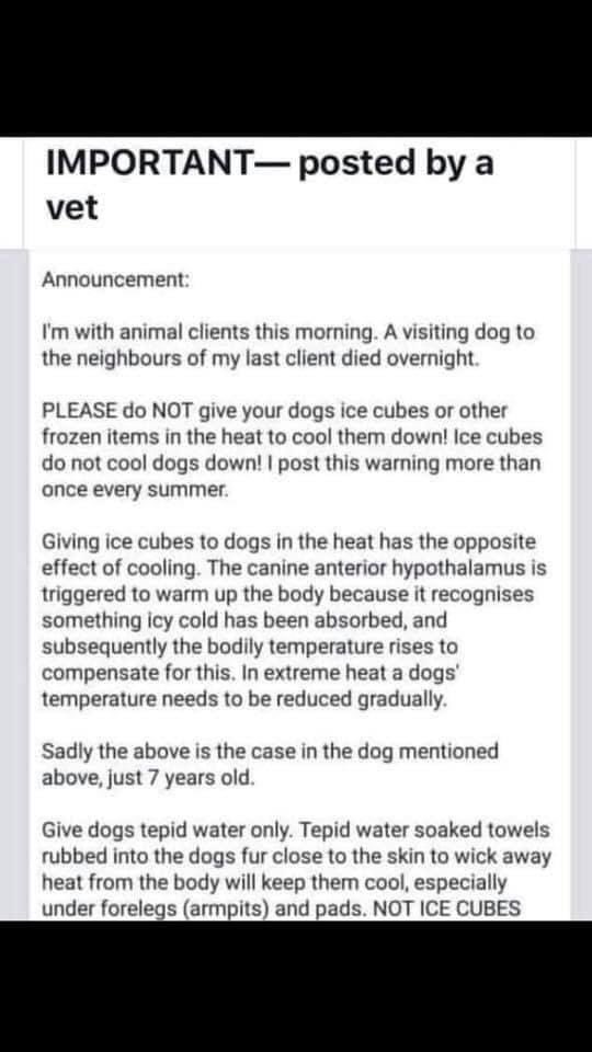 HeatherHincks's tweet photo. @Battersea_ I’ve read dogs should not be given ice to cool down https://t.co/BG6S9Zirzh
