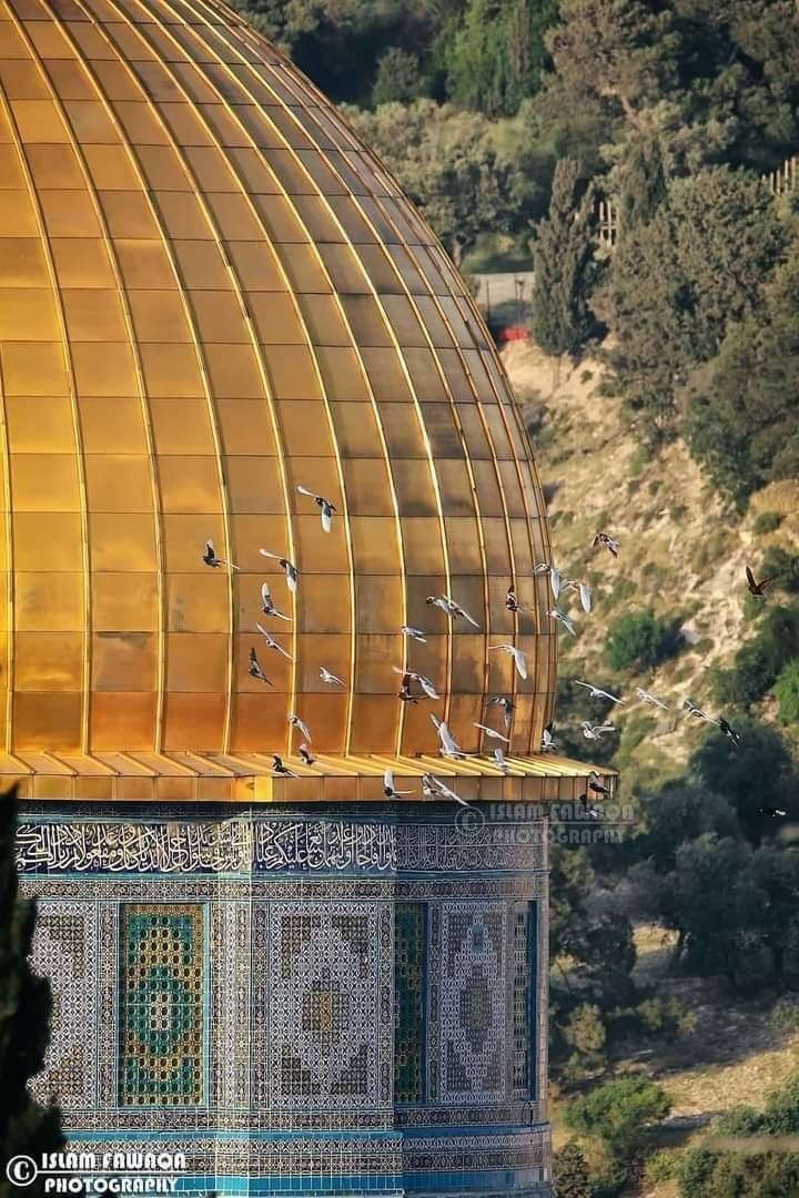 yahmadi_imen's tweet photo. #لن_يمر_الاقتحام 
#FreePalestine 
#SaveSheikhJarrah 
#savesilawn 
#IsraeliTerrorism https://t.co/2Ez4MMVtAy