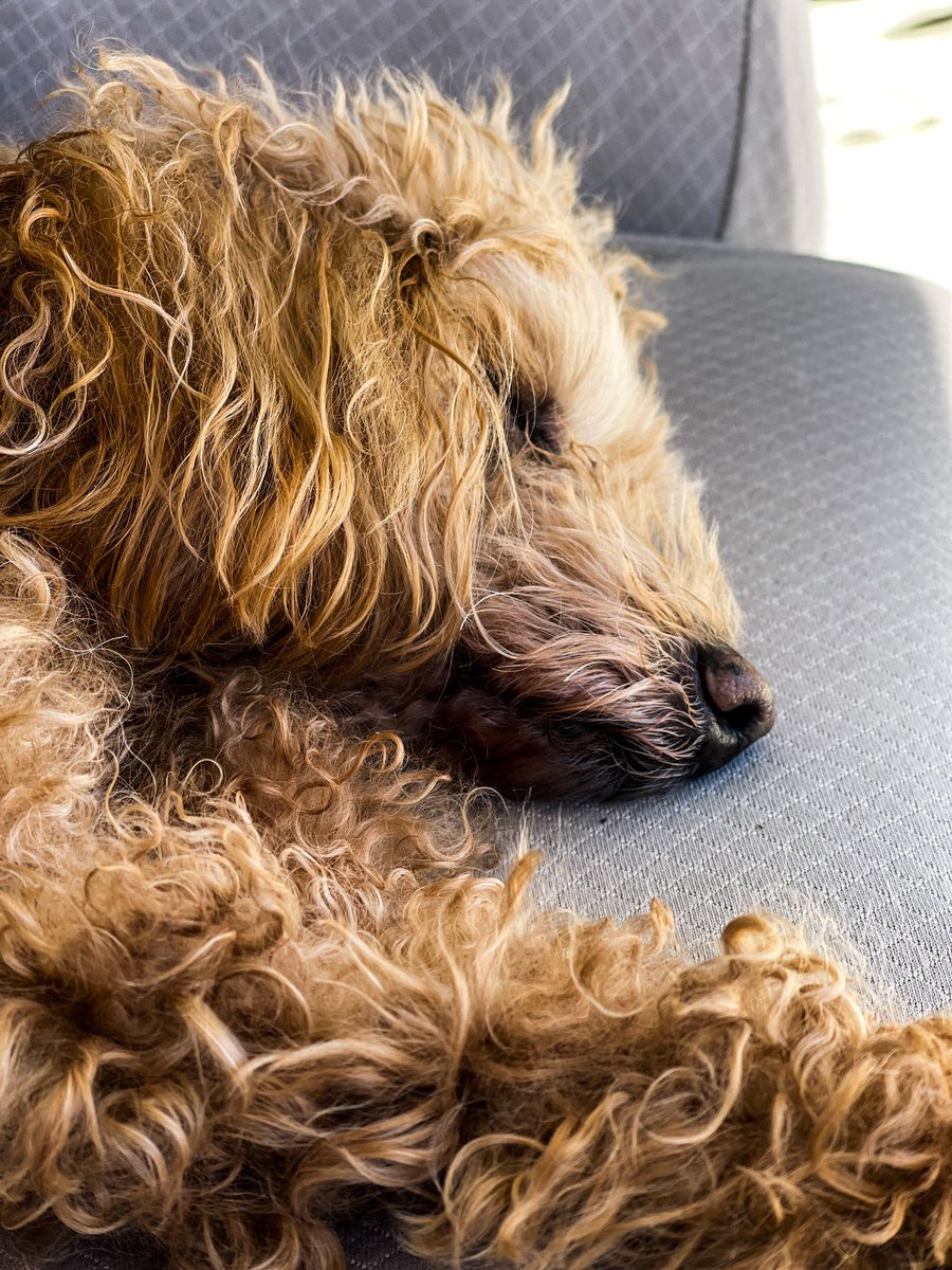 JohnBaremans's tweet photo. My Best Mate. Resting after visit to the Vet Dentist.
#dogsoftwitter #mymate #bearsum #mansbestfriend https://t.co/b8oJ7T3hzl