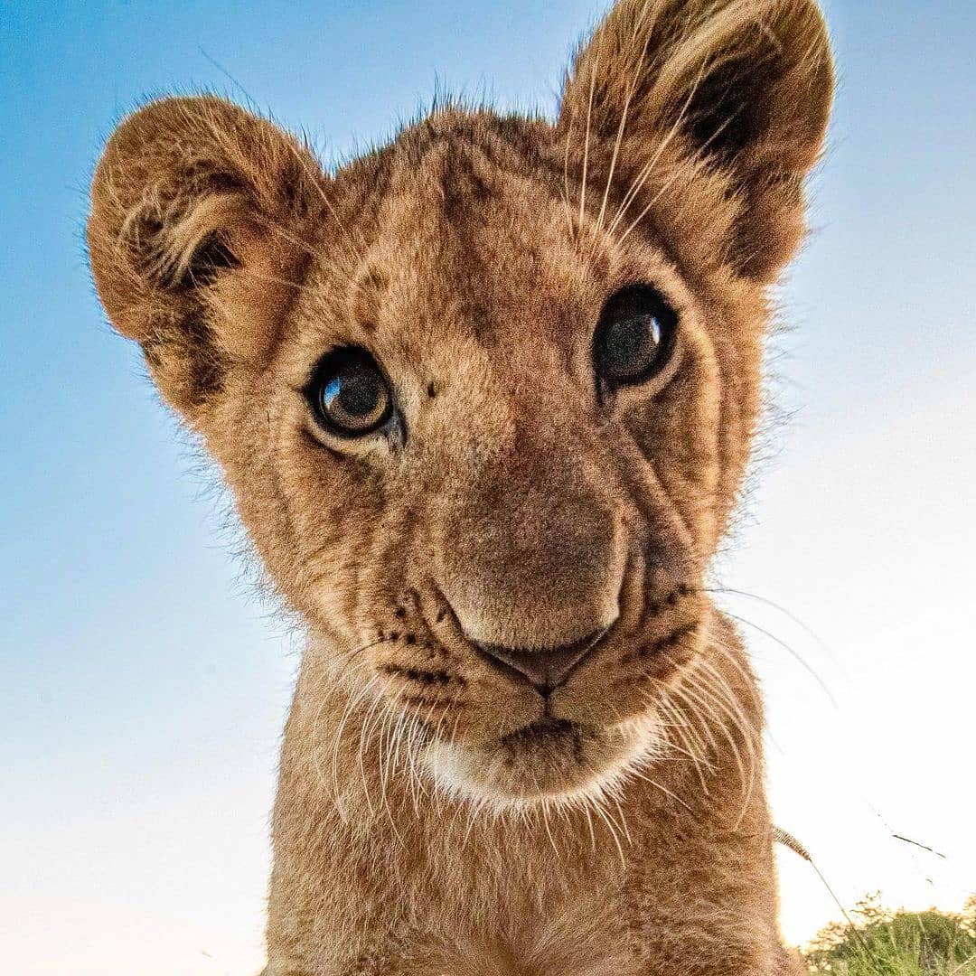 Hello there, how how's your weekend going so far?🤔 📍Queen Elizabeth National Park🇺🇬 #visituganda #takeonthepearl #travelphotography