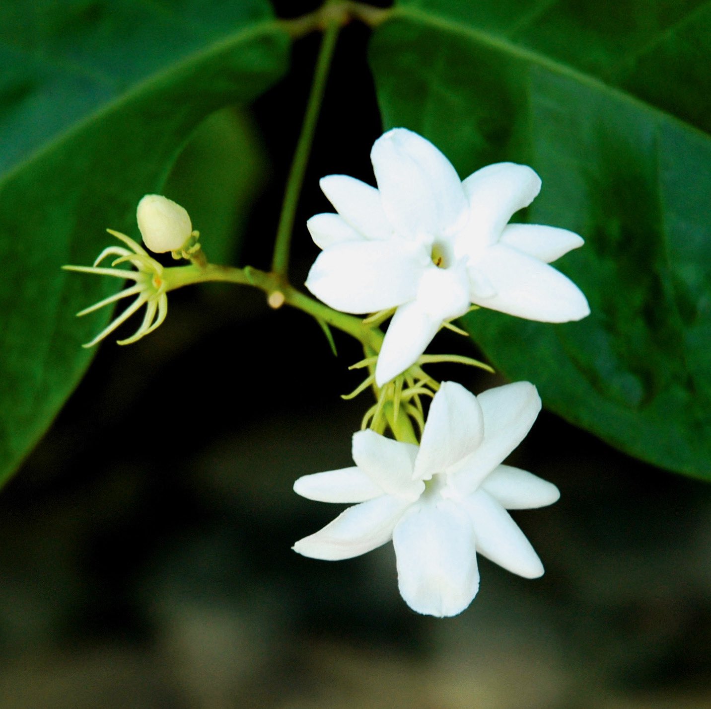 フィリピン政府観光省 A Tuwita 目指せフィリピンマイスター 基本情報編 日本の国花は 桜 と 菊 ですが フィリピンの国花は白い 花ビラを持ち甘い芳香を放つ サンパギータ 純粋さ シンプルさ 謙虚さ 強さを象徴する花で レイ 花輪 にしたり香水