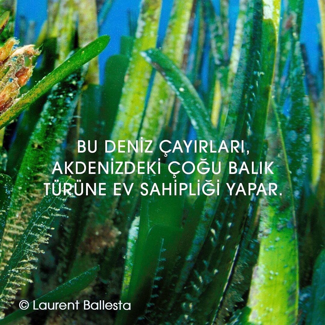 BiodermaTurkiye's tweet photo. Biz Bioderma olarak yaşam ve su ekosistemlerine saygı duyuyor ve su ekosisteminin korunmasına ilişkin tüm girişimleri destekliyoruz! 

#DenizCanlılarınıKoru #CoralSafe 
#GüneşeKarşıHücredenBaşlayanKoruma
#GüneşKoruyucu 
#BiodermaTurkiye https://t.co/lO5QO5iuaA