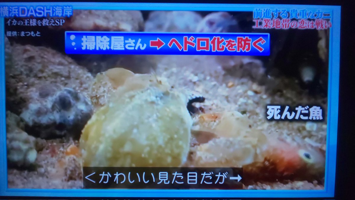 アオリイカの産卵場所 無いなら つくるしかない 心当たりのある城島リーダーは漁師を連れて森へ向かった 鉄腕dash Togetter