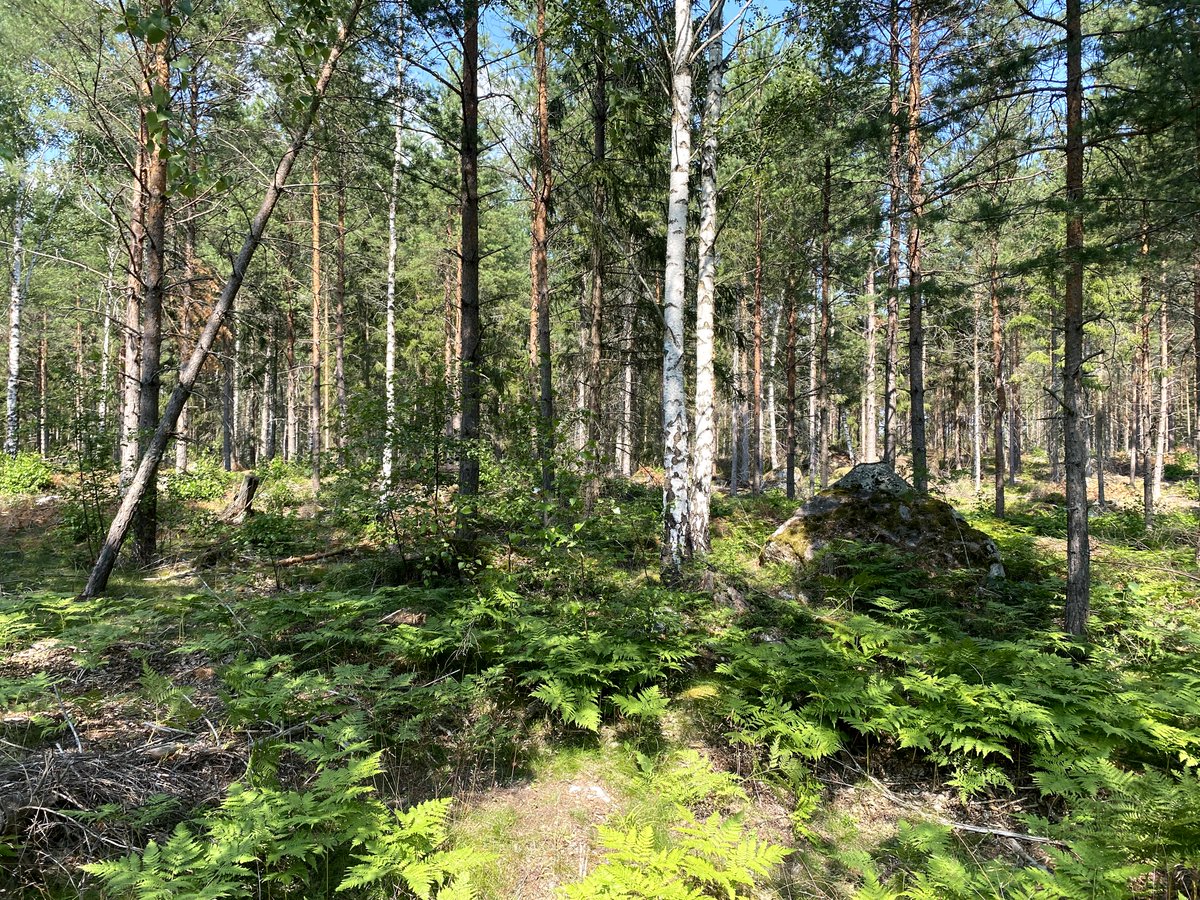 3. Den här skogen har jag 5 meter utanför min dörr, det är en grannbondens skog som är förstagallrad nu i vintras. Det som gallrats fram är ett rent blandbestånd av gran, tall och björk. Tittar ni noga så ser ni att bilderna är tagna mitt i en stickväg. >