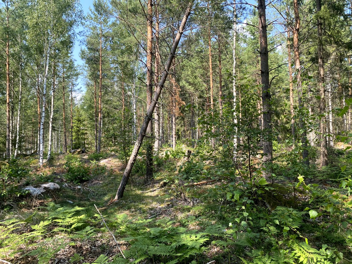 3. Den här skogen har jag 5 meter utanför min dörr, det är en grannbondens skog som är förstagallrad nu i vintras. Det som gallrats fram är ett rent blandbestånd av gran, tall och björk. Tittar ni noga så ser ni att bilderna är tagna mitt i en stickväg. >