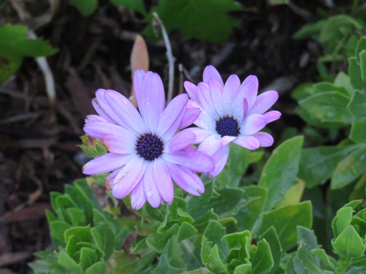 PLKlein_Author's tweet photo. "You can't wrap your arms around a memory, so hug someone you love today." ~ #Unknown #QuickQuotes #ThinkBIGSundayWithMarsha #ThinkingOutLoud #SundayMotivation #Memory #HugSomeoneToday https://t.co/Uj0yu9ncjQ