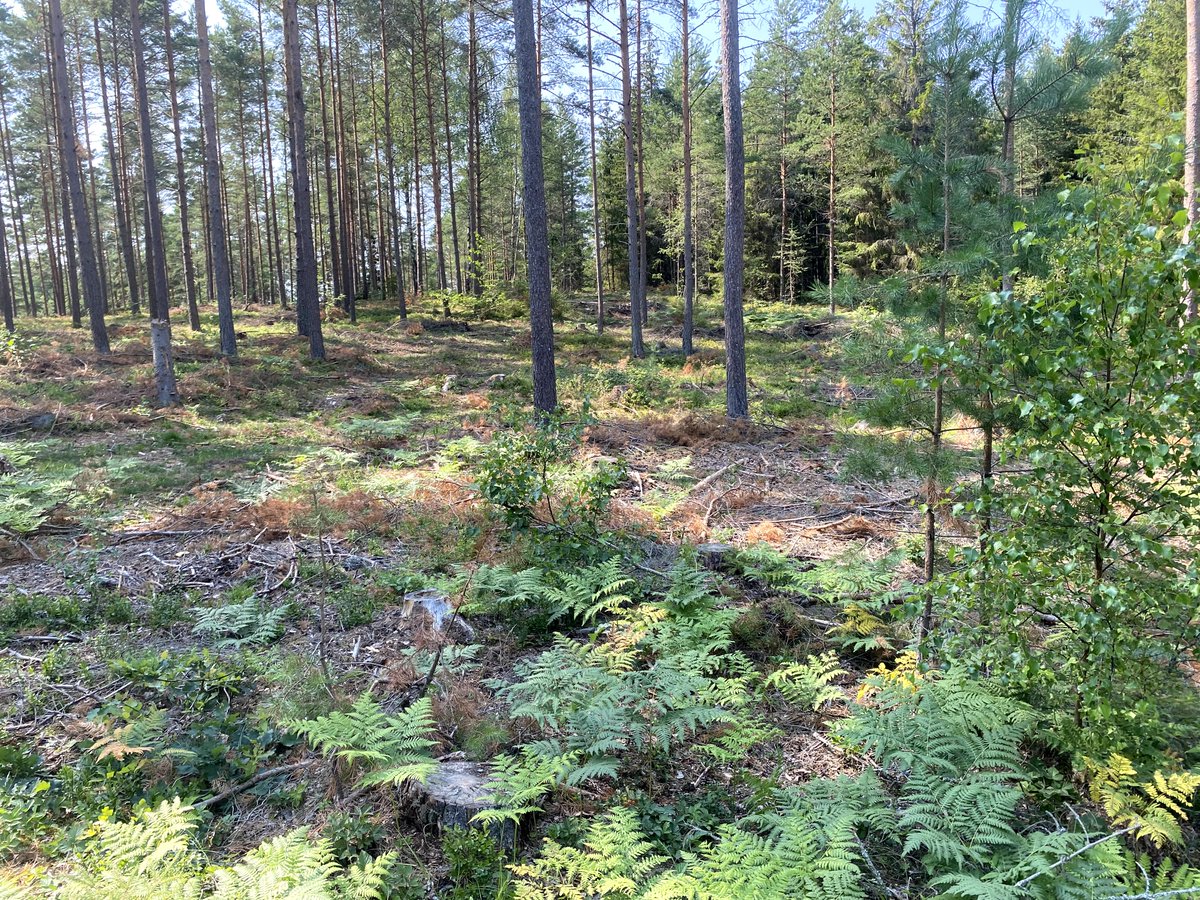 4. "Farfars skog". Egentligen mest talldominerad skog och har så varit väldigt länge, mer än 100 år. Farfar är inte min farfar utan farmors farfar. På hans tid togs virket här till bysågen och det som inte gick dit gick till brännved på gården.