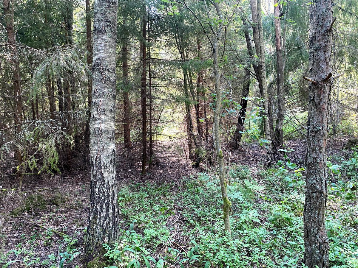 7. Sen har vi gamla byprästens skog. Det är en skog som det inte har gjorts något i på mycket länge. Ingen röjning och ingen gallring. Den är väldigt mörk och det är svårt att se någon undervegetation inne bland granklustren. >