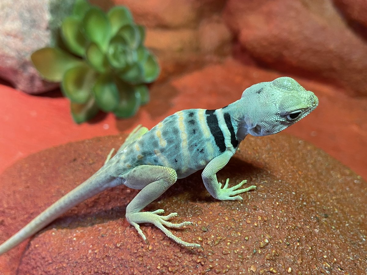 LodeRaaphorst's tweet photo. Dickerson’s Collared Lizard (Crotaphytus Dickersonae) #collaredlizard #dickersonscollaredlizard #crotaphytusdickersonea #クビワトカゲ https://t.co/fVQNEhdZgy