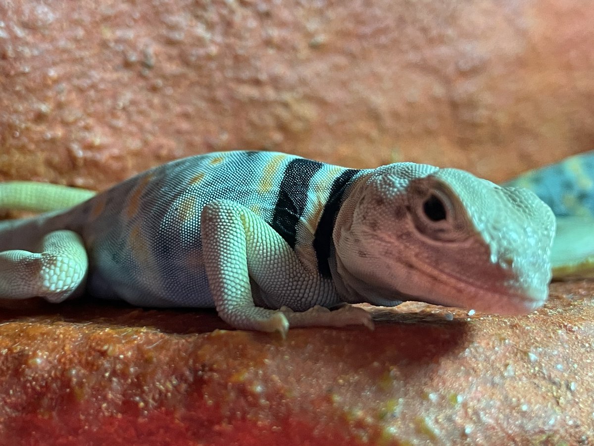 LodeRaaphorst's tweet photo. Dickerson’s Collared Lizard (Crotaphytus Dickersonae) #collaredlizard #dickersonscollaredlizard #crotaphytusdickersonea #クビワトカゲ https://t.co/fVQNEhdZgy