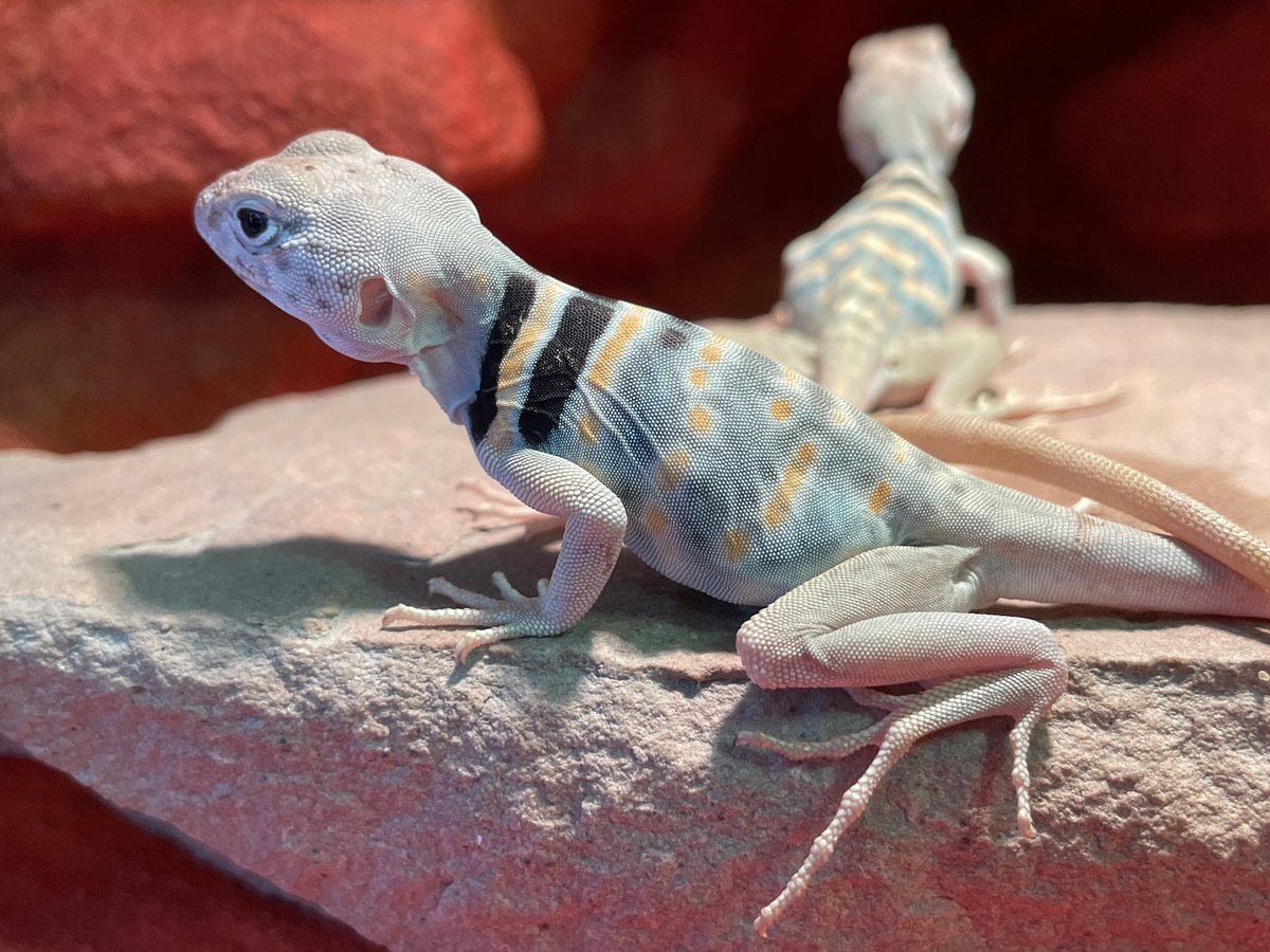 LodeRaaphorst's tweet photo. Dickerson’s Collared Lizard (Crotaphytus Dickersonae) #collaredlizard #dickersonscollaredlizard #crotaphytusdickersonea #クビワトカゲ https://t.co/fVQNEhdZgy