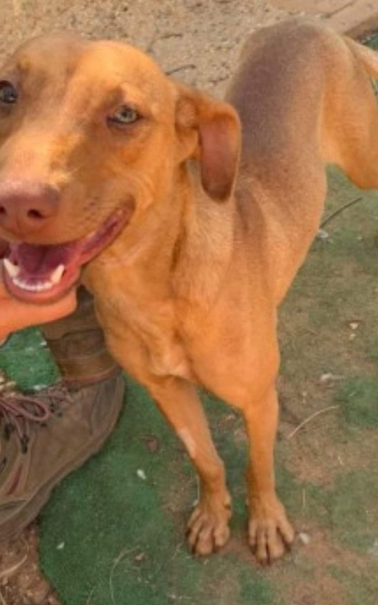 AlanDaffern's tweet photo. Name: Honey 
Breed: Unknown #Microchipped Female 
#Lost: 17/07/21
Area: #QueensRoad #Aldershot #Hampshire #GU11 (#southeast) 
Honey has just arrived from Portugal - She is Scared - Do Not Approach - Chase or Try to Grab - Call 07534-444-008 
https://t.co/vPUpimp6Sx https://t.co/iGBVoNOW1a