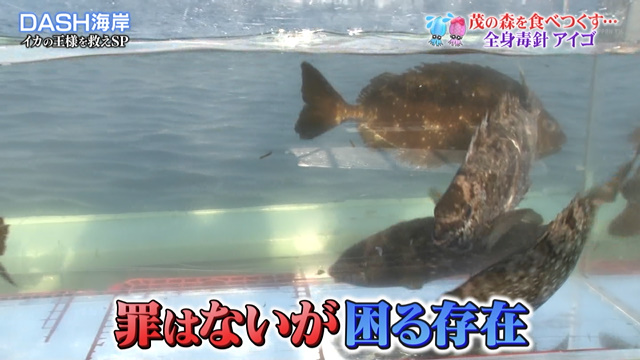 アオリイカの産卵場所 無いなら つくるしかない 心当たりのある城島リーダーは漁師を連れて森へ向かった 鉄腕dash 3ページ目 Togetter