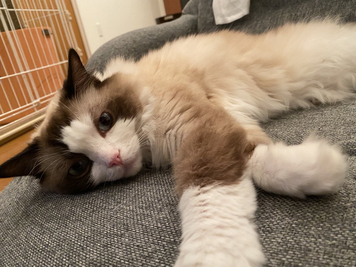 mugi2shin2's tweet photo. 日曜日が終わってしまう、、、
 #日曜日が終わる #もっと休みたい #猫写真 https://t.co/96tjqEX6no