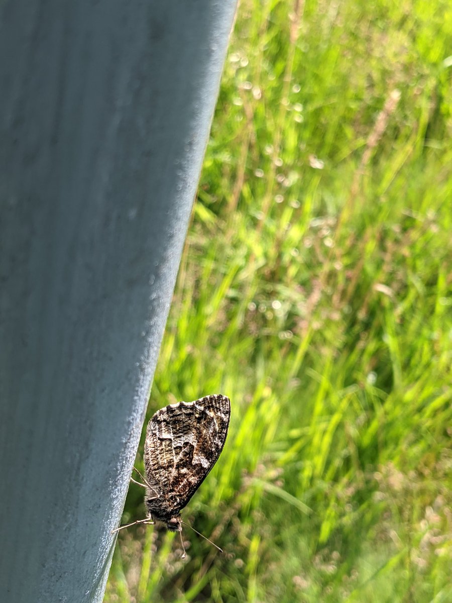 LucasParham94's tweet photo. Silver studded blue and grayling survey in Barossa RDA for Surrey wildlife trust and butterfly conservation trust 🦋 https://t.co/Buj1YHQuKE