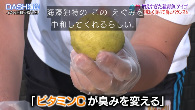 アオリイカの産卵場所 無いなら つくるしかない 心当たりのある城島リーダーは漁師を連れて森へ向かった 鉄腕dash 3ページ目 Togetter