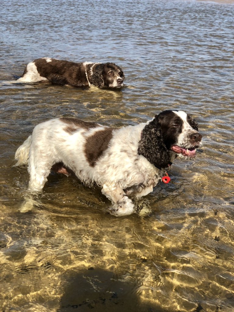 BohillElizabeth's tweet photo. Mum…. We have done Alnmouth, Berwick & Cambois beaches so far this weekend…. We need a D beach today? Druridge Bay? Dunstanburgh? Then maybe Embleton ?🤔 #ComeOnMum #ABCBeaches #SpringerFun https://t.co/2QGPItCzdX