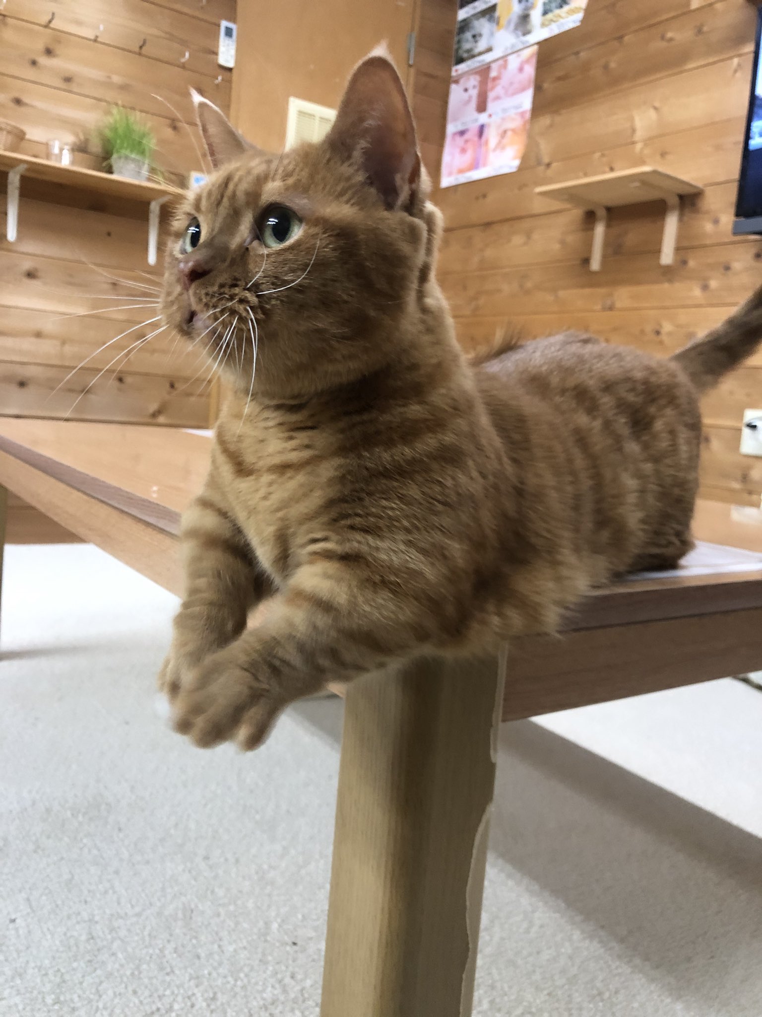 猫カフェちぐら Twitter Search Twitter