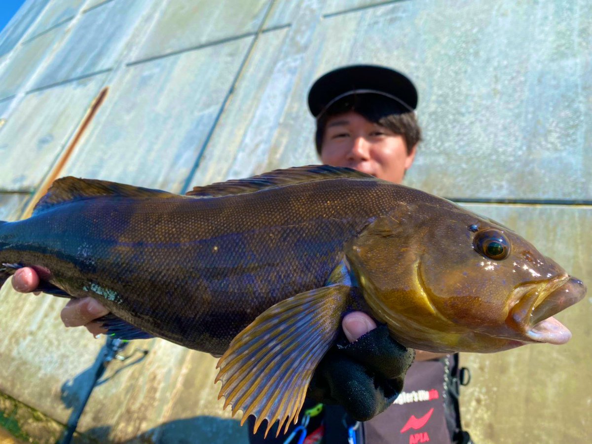 fish_kumagai's tweet photo. 今日もくそ暑い中かずし君達とロックへ🥵
朝まずめの力を借りて、立て続けに49.49.44.30後半を釣り、午後に46を追加して終了でした😚
DDで無理くり魚浮かせないと取れないので腕がぱんぱんです🐟
#APIA #bruteHR #DDextend #95mhx https://t.co/rYqGoTEFmt