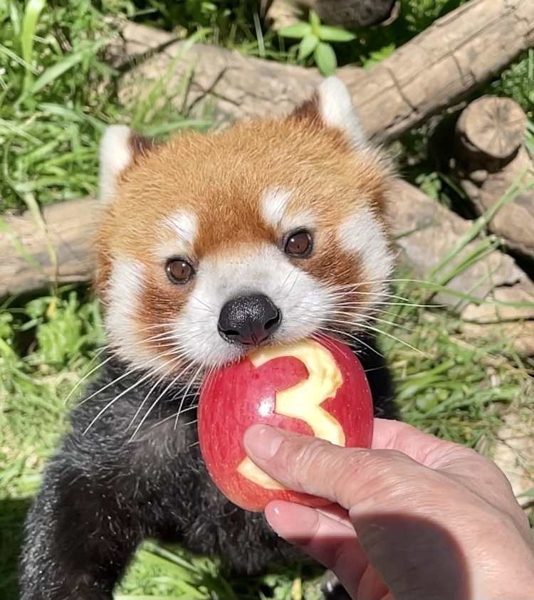 横浜 八景島シーパラダイス公式 本日7月18日はレッサーパンダ ネイ の3歳の誕生日 大好物のりんごをプレゼントしてお祝いしました シーパラ 八景島 アクアミュージアム レッサーパンダ 誕生日