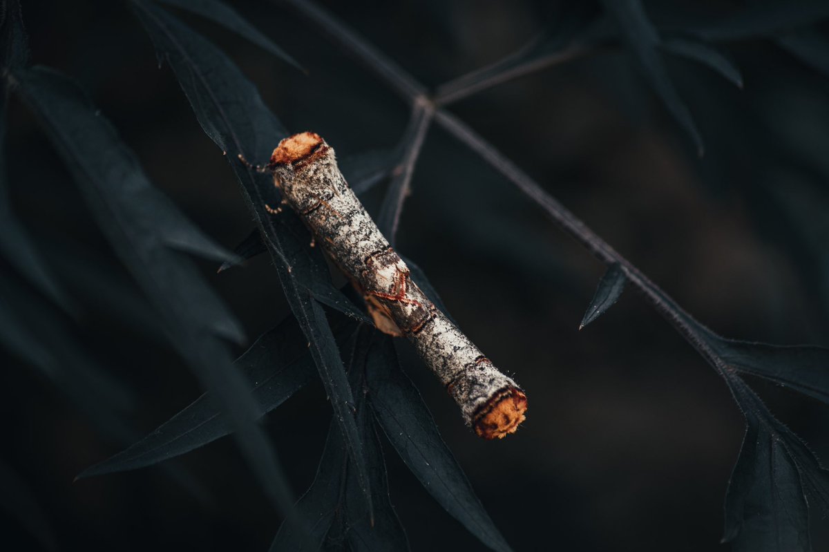 Just came across these two in the garden. 

#photography #macro