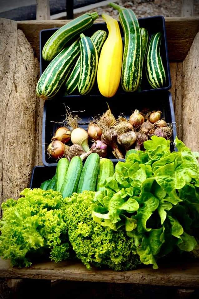 Pop down for some River garden produce, homegrown in our garden and freshly picked today…