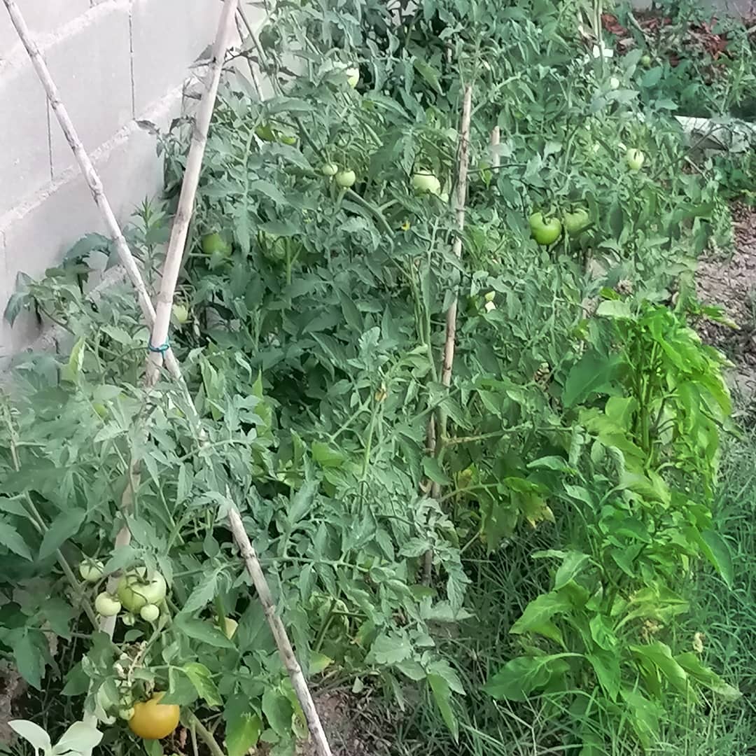 Mareaverdelibre's tweet photo. #FelizFinde✨a tod@s!! Días de campito y huerto. Recogiendo los frutos de la tomatera, súper productiva y dando unos días a los pimientos. 😋
Y tu a parte de #Cannabis🌱, ¿qué cultivas? 😁.
#CultivaVida #Autocultivo #Huerto #Tomates #Pimientos #PuraVida🌱✨💚 https://t.co/8UhM4pDUgb