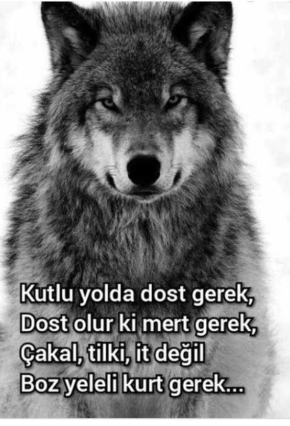 #WeAreAllGreyWolves