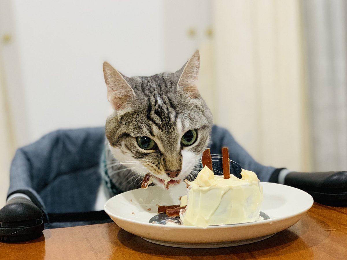 Happy Birthday to my savage 5-year-old. For pet cake design, please call me never. 

♥️🐈

#ToughChweong