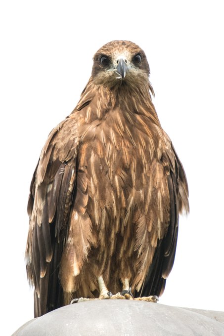 雨上がりに街灯の上で待機してるやつ
たぶん車に轢かれた虫とかカエルとかミミズとか
そういうのが狙いなんだろうな 