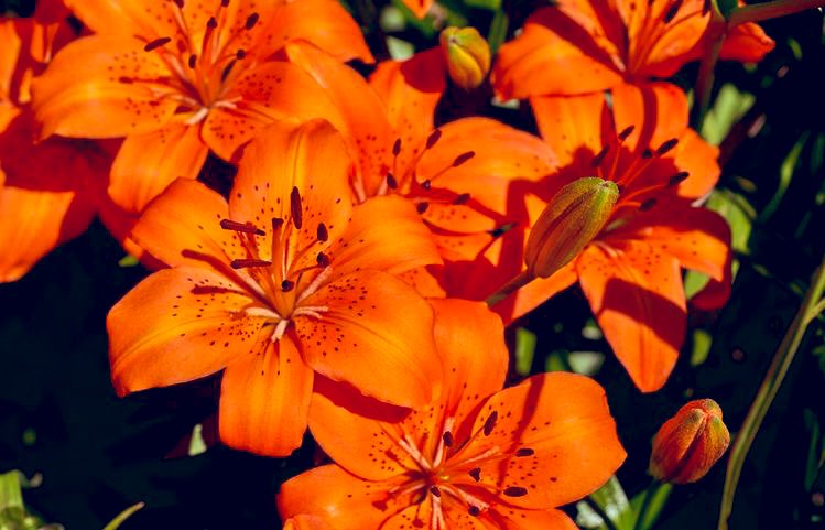 But the meaning of tiger Lily depends usually on the culture, each culture  can have a different meaning. Lilies is a family of flowers that symbolizes  many different emotions and states. Different
