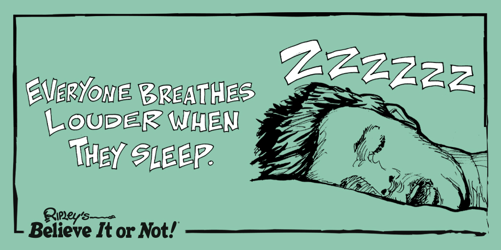 Ripleys's tweet photo. We’re a bunch of noisy #nappers!
https://t.co/Q7wjbistvU https://t.co/AtjzV5hWfB