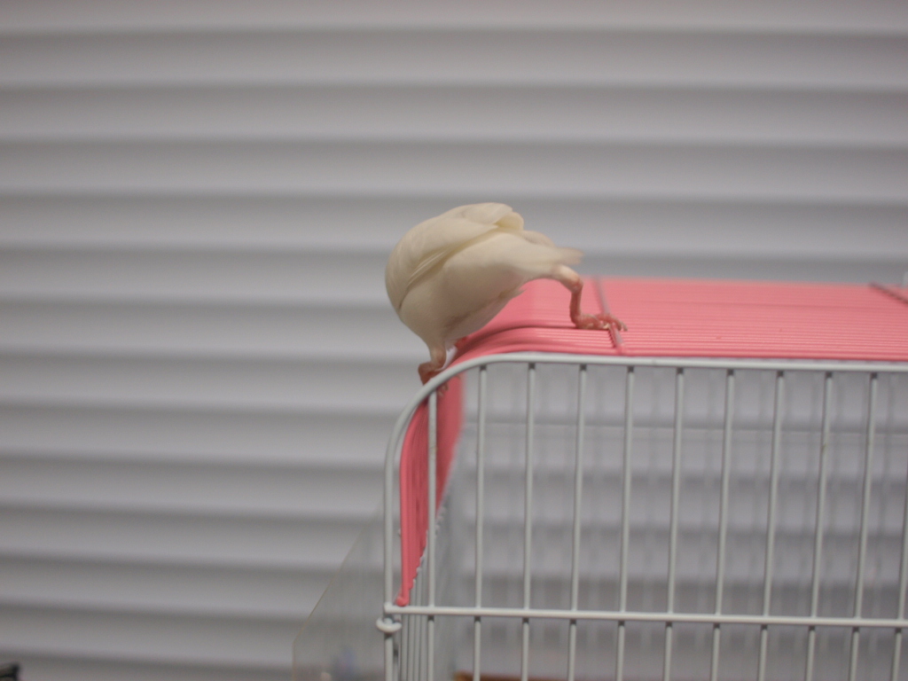 世にも珍しい 文鳥のガニ股 がこちら あまりにも新鮮な光景に 一瞬何事かと 新しい生物 などの声 Togetter 世にも珍しい 文鳥のガニ股 がこちら あまりにも新鮮な光景に 一瞬何事かと 新しい生物 などの声 Togetter