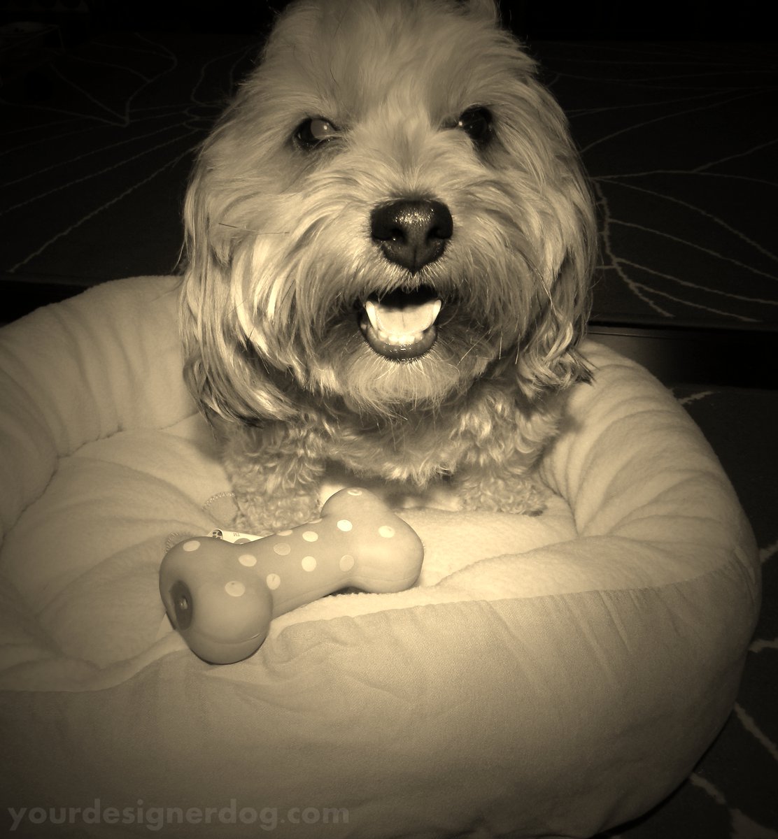 yourdesignerdog's tweet photo. Sepia Saturday #16 https://t.co/T9dSqap8K3 #bed #blog #cute #designerdogs #dogbed #dogs #dogssmiling #love #pets #sadie https://t.co/FYZ31nICw7