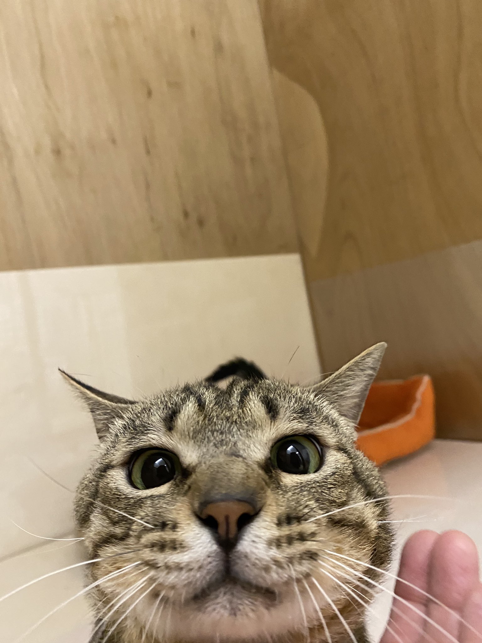 保護猫カフェdearcat 奈良 生駒 Dear Cat Cafe Twitter