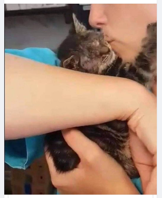 Are they serious? Killing a blind kitten because they don't believe it can have a good life? This is  rubbish! Blind cats can have the best lives - just ask their loving owners! SPEAK UP NOW, stop the murder of little Kelly!! bit.ly/SaveKELLY #blindcat #blindkitten RT